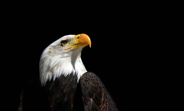 Portrait Bald Eagle Haliaeetus Leucocephalus Isolated Black Background — Stock Photo, Image