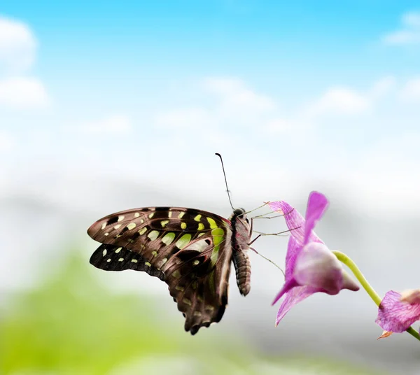 热带蝴蝶尾绿杰伊 金黄加梅农 在兰花 生活在东南亚和澳大利亚的燕尾 — 图库照片