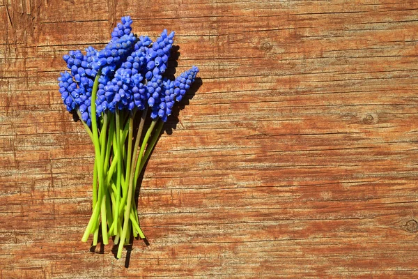 木製の背景にムスカリブルーの花 春の季節 — ストック写真