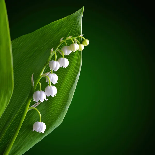 緑の葉と谷 コンバリアリアマジャリス の開花リリー 春の花 — ストック写真