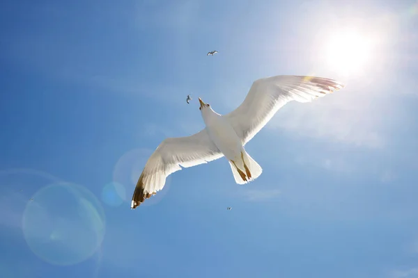 飞翔的海鸥 背景是阳光明媚的天空 — 图库照片