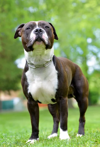 American Staffordshire Terrier Amstaff Stafford Retrato Perro — Foto de Stock