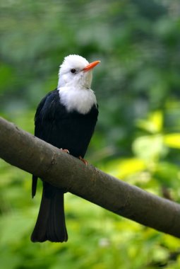 Beyaz başlı Kara Bulbul (Hypsipetes löcocephalus), Asya 'dan küçük bir kuş..