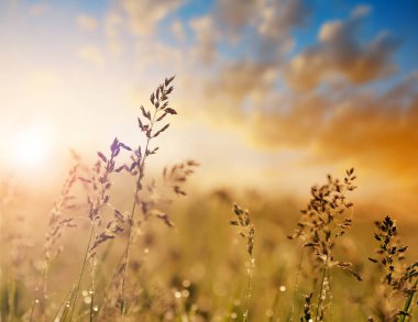 Gün batımında çayır çim fescue (Festuca partensis).