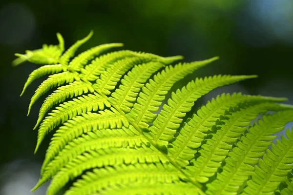 Green Fern Leaf Dark Natural Background — Stock Photo, Image