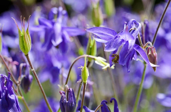 Blooming Blue Flowers Aquilegia Pancicii Closeup Perennial Plant Growing Meadows — Stock Photo, Image