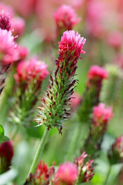 Purpurklee Trifolium Incarnatum Aus Nächster Nähe Frühlingszeit — Stockfoto