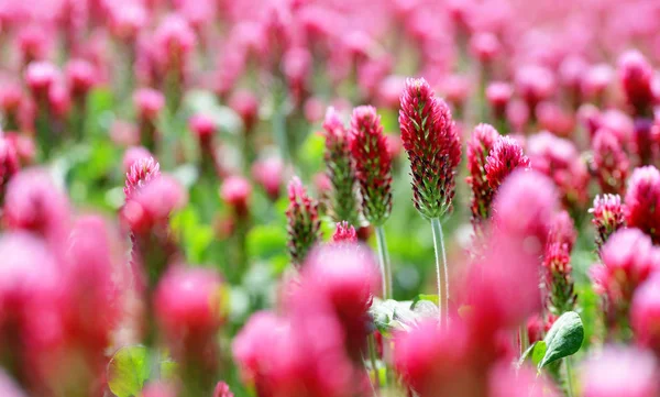 Çiçek Açan Kırmızı Yoncalar Trifolium Incarnatum Tarlası Kapanır Bahar Mevsimi — Stok fotoğraf