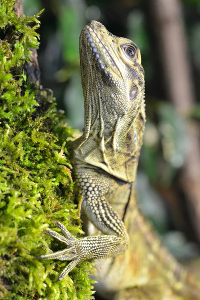 Philippine Molinezja Jaszczurka Hydrosaurus Pustulatus Bliska — Zdjęcie stockowe