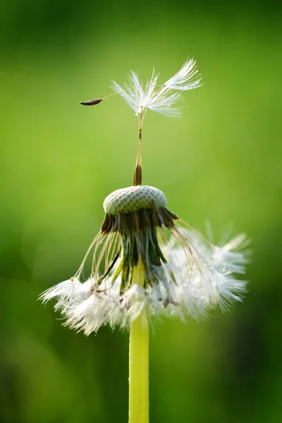 Dandelion Květ Zeleném Přírodním Pozadí — Stock fotografie
