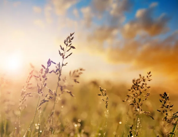 Weide Gras Ovina Festuca Partensis Bij Zonsondergang — Stockfoto