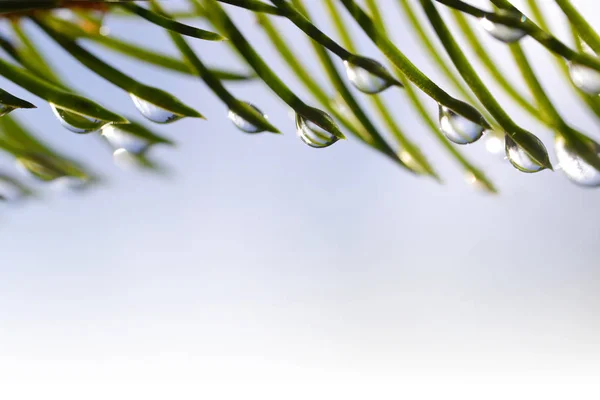 Drops Rain Needles Spruce Branch Close Spring Nature Background — Stock Photo, Image