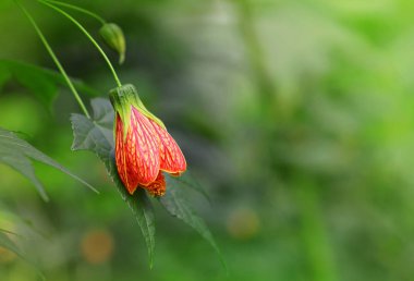 Çiçekli Redvein abutilon ( Abutilon pictum ) veya Hint ebegümeci , yeşil yaprak yakın ile Çin-fener. 