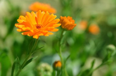 Ot Marigold (Calendula officinalis) bulanık arkaplanda. Asteraceae familyasının turuncu çiçekli tıbbi bitkisi..