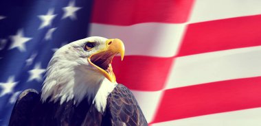 Arka planda bir Kuzey Amerika Kel Kartalı 'nın (Haliaeetus leucocephalus) portresi. Amerika Birleşik Devletleri vatanseverlik sembolleri.