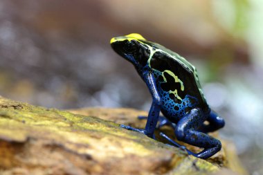 Mavi boyama ok kurbağası (Dendrobates tinctorius). Güney Amerika'da yaşayan tropikal kurbağa.