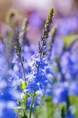 Gelişen Speedwell (Veronica Teucrium) yakın plan. Çayırdaki mavi çiçekler.