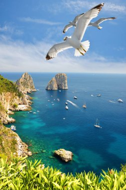 Martılar Capri adasındaki Faraglioni kayalıklarının yakınında uçuyorlar. Akdeniz'de kaya oluşumu - İtalya, Avrupa.