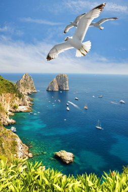 Seagulls flying near the Faraglioni cliffs on island Capri. Rock formation in the Mediterranean Sea - Italy, Europe. clipart