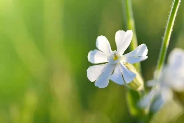 Zbliżenie Albumu White Campion Silene Latifolia Lub Melandrium Kwiat Rosnący — Zdjęcie stockowe