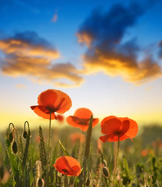 Rode Papaver Bloemen Lente Veld Achtergrondkleur Rijke Zonsondergang Hemel — Stockfoto