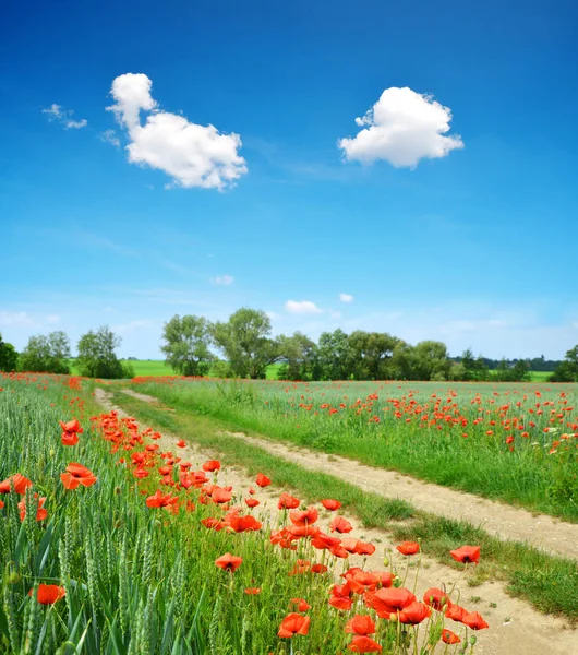 Grusväg Vår Landsbygdslandskap Med Blå Himmel Röd Vallmo Blommor Fältet — Stockfoto