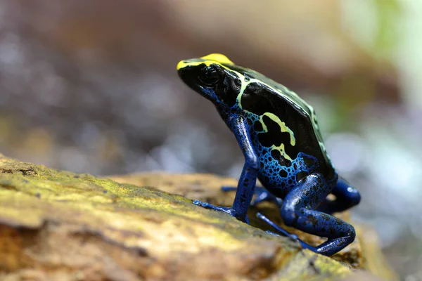 青染色 Dart カエル アイゾメヤドクガエル 南アメリカに住んでいる熱帯のカエル — ストック写真