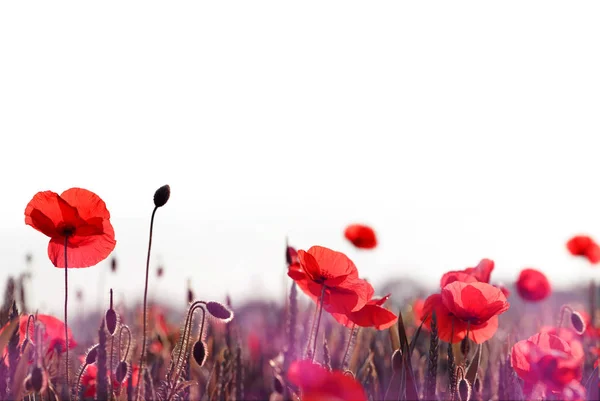 Red Poppy Flowers Spring Field White Background — Stock Photo, Image
