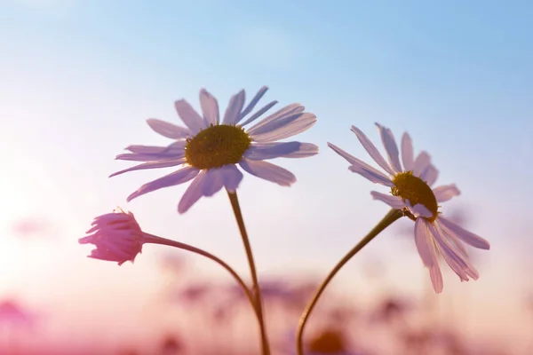 Margeritenblüten Auf Der Wiese Bei Sonnenuntergang Frühlingsblume — Stockfoto