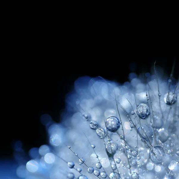 Water Drops Dandelion Seeds Close Isolated Black Background — Stock Photo, Image