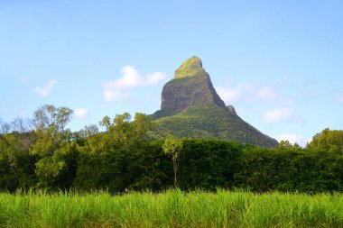 Şeker kamışı tarlası ve Mauritius adasında Rempart Dağı ile güzel dağ manzarası. Hint Okyanusu.