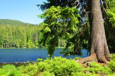 Moraine Gölü Grosser Arbersee Ulusal Park Bavyera Ormanı 'nda. Almanya.