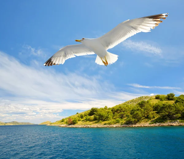 在克罗地亚科尔尼亚蒂国家公园飞越大海的海鸥 — 图库照片