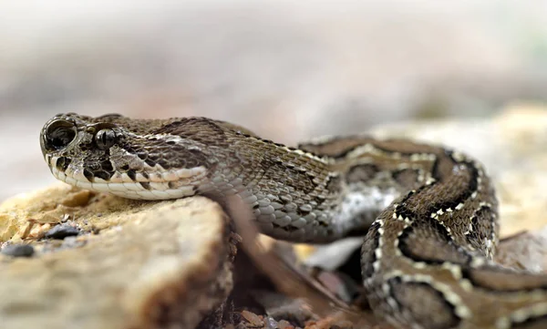 Гадюка Рассела Daboia Russelii Ядовитая Змея Живущая Южной Азии — стоковое фото