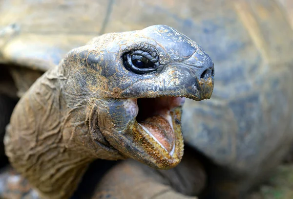 Seszele Giant Tortoises Aldabrachelys Gigantea Zbliżenie — Zdjęcie stockowe