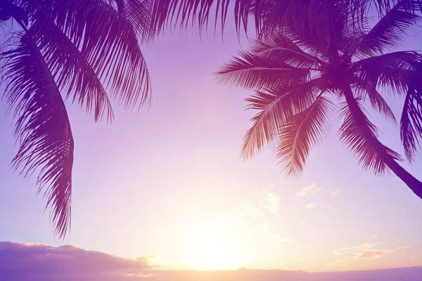 Coconut Tree Tropical Coast Mauritius Island Sunset Vintage Tones — Stock Photo, Image