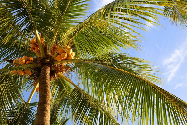 Kokosnøtttre Med Blå Himmel Som Bakgrunn – stockfoto