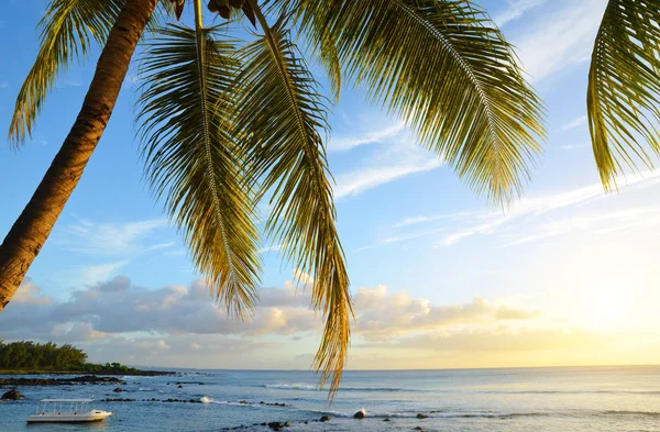 Дерево Кокосу Тропічному Узбережжі Острова Маврикій Заході Сонця Індійського Океану — стокове фото