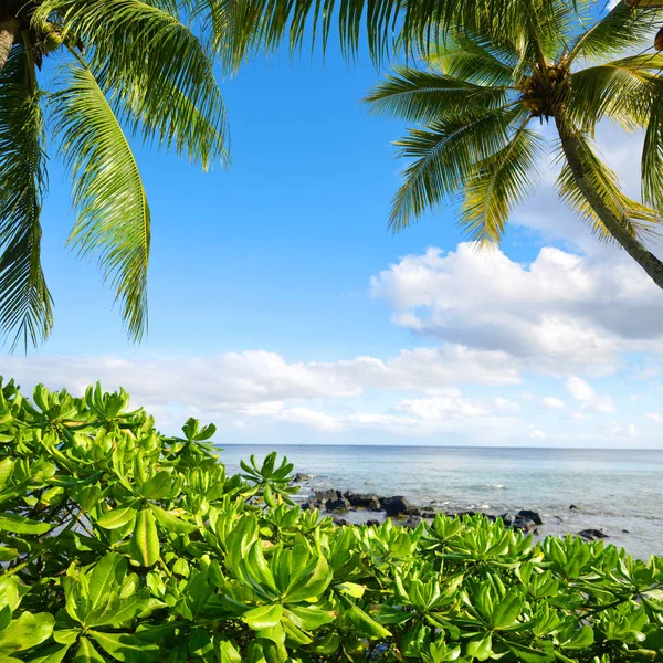 Mangroves Coconut Palm Trees West Coastline Mauritius Island Indian Ocean — Stock Photo, Image