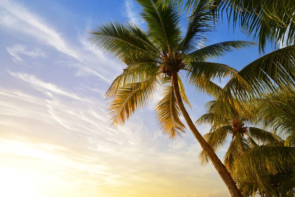 Kokosnøttre Ved Den Tropiske Kysten Øya Mauritius Ved Solnedgang – stockfoto