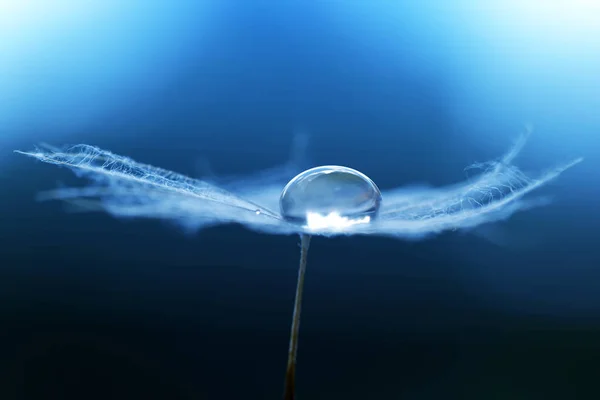 Schöne Große Wassertropfen Auf Einem Löwenzahnsamen Morgentau Nahaufnahme Hintergrund Natur — Stockfoto