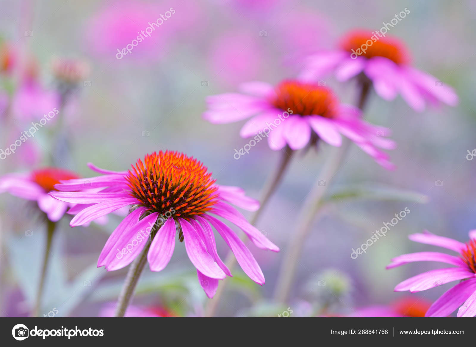 盛开的紫色圆锥花紫锥花背景模糊的花阿斯泰拉塞家族的多年生植物 图库照片 C Vencav