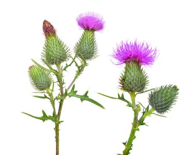 Thistle çiçekler (Carduus Crispus) beyaz arka planda izole.