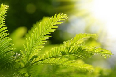 Yeşil yaprakları ile bahar dalı Metasequoia glyptostroboides (şafak Redwood) yakından.