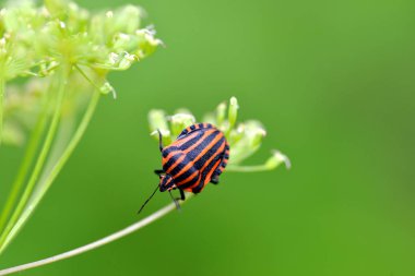 Çizgili böcek (Graphosoma lineatum) bitki üzerinde çekim.