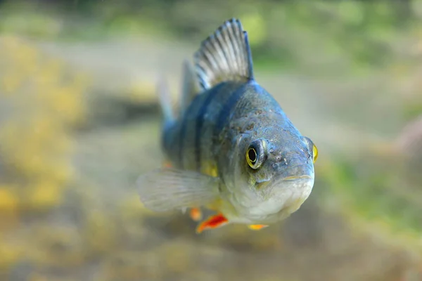 Undervattensfoto Den Europeiska Abborre Perca Fluviatilis Sötvattensfisk — Stockfoto
