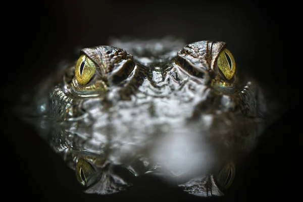 Krokodyl Słodkowodny Crocodylus Mindorensis Wodzie Gatunki Mieszkający Filipinach — Zdjęcie stockowe