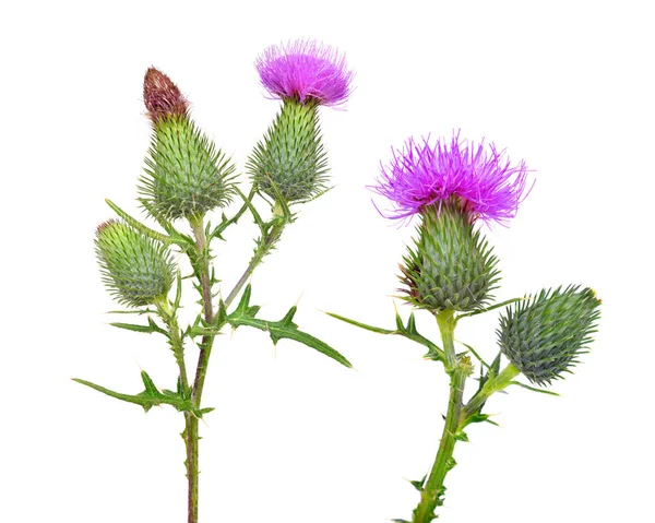 Thistle Bloemen Carduus Crispus Geïsoleerd Witte Achtergrond — Stockfoto