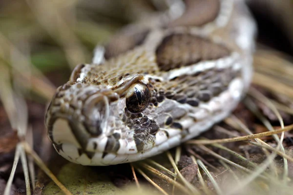 Víbora Russell Daboia Russelii Primer Plano Serpiente Venenosa Que Vive —  Fotos de Stock