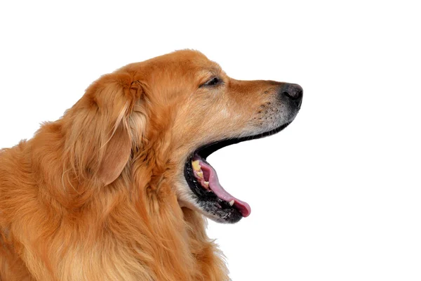 Hoofd Van Hovawart Hond Met Open Mond Geïsoleerd Een Witte — Stockfoto